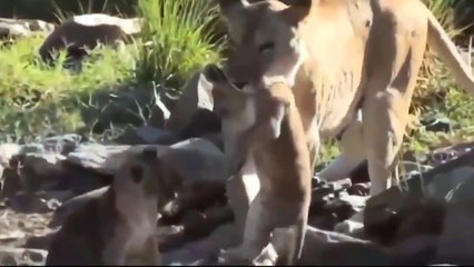 10 Wild Dogs Attack And Eat Live Antelope Oryx Peanuts - Lion vs Wild dog, Buffalo, Crocodile