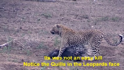 Lion Mistake Attacking Honey Badger   5 Lions Choose Wrong Opponent To Attack And Get Tragic Outcome (2)