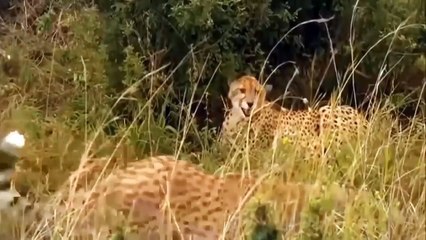 Too Brave Wildebeest Knock Down Cheetah To Survival - Wild Animals Attack For Surrvival (2)