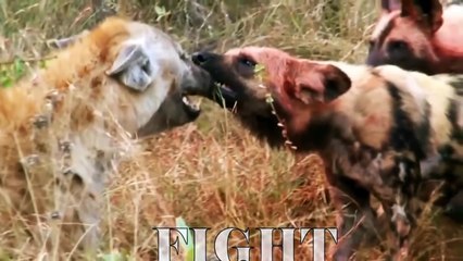 Unbelievable! Leopard Confronts 30 Wild Dogs - Life Is Not Easy With Leopard