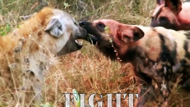 Unbelievable! Leopard Confronts 30 Wild Dogs - Life Is Not Easy With Leopard