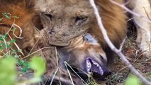 Hyenas DieTragic when They Dare To Despise Lion - Lions Hunt Baby Gorilla, Lion Is Too Dangerous