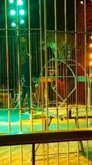 leche italy tiger attack trainer zoo