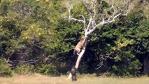 mpalas Butt Each Other, LEOPARD Takes Advantage Of Stealing, Chasing After Prey & A Memorable End