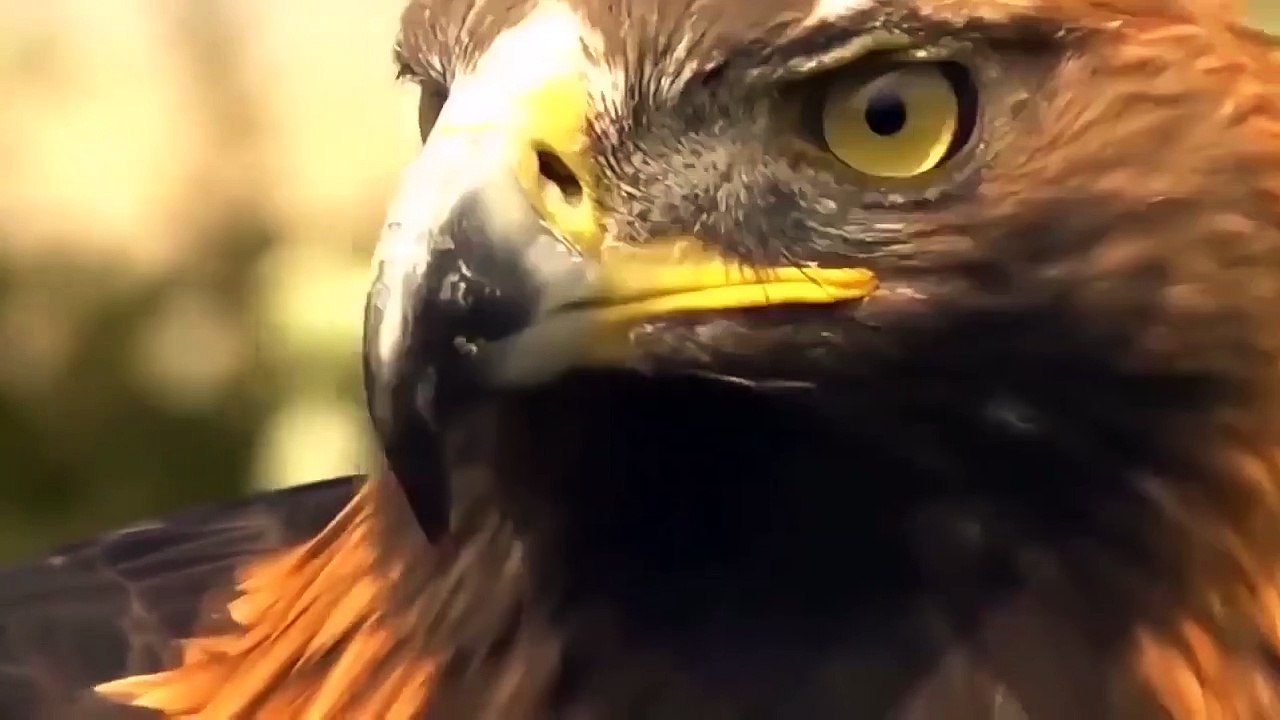 Eagles Too Dangerous Catch Baby Warthog, Daring Baboon Herd Rescue But Fails - IVM Sky Animals