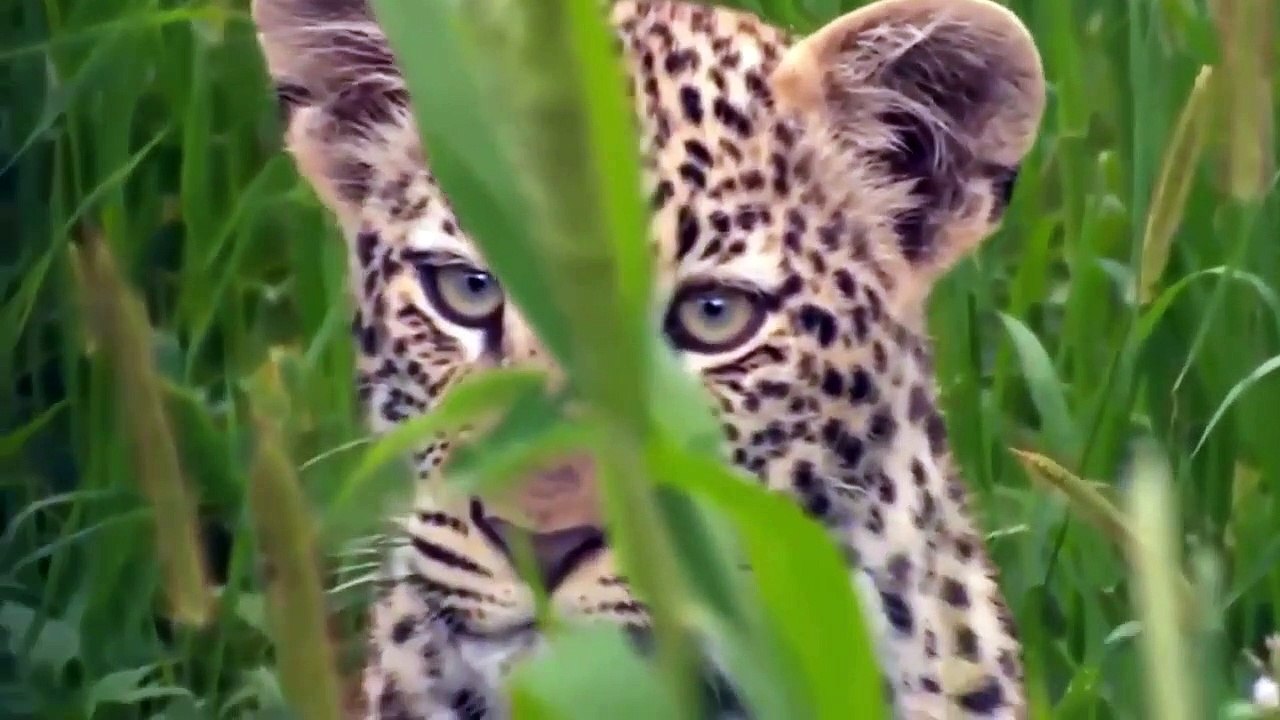 OMG! Elephant Dad destroy 2 King Lion save baby Elephant, Epic Battle Of Elephant vs Lion (2)