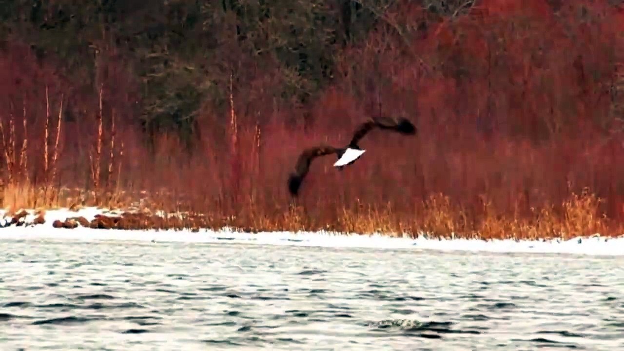 Bald Eagle Caught stealing Fish and bring it to nest