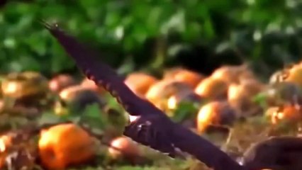 The moment Rabbits escape from Eagle's claw