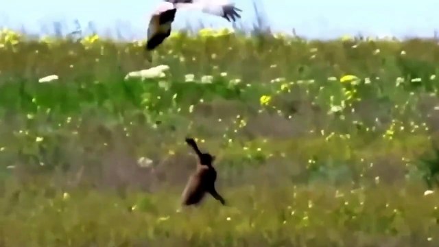 Will Rabbits escape from sharp claws Eagle