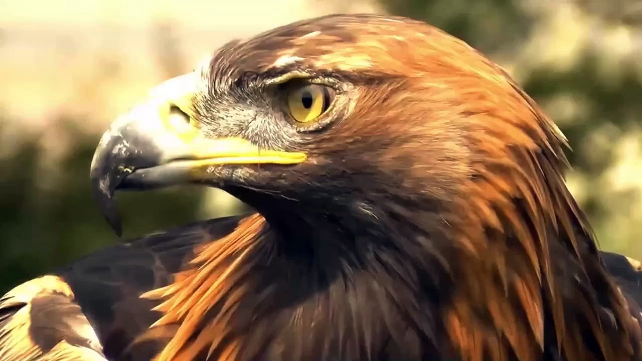 Unlucky Fox was catched by Eagle