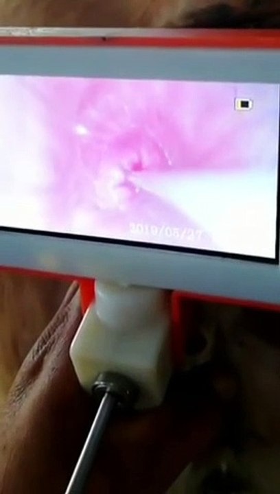 cows insemination