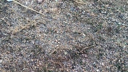 गेहूं के साथ यूरिया खाने से दस बकरियों की मौत