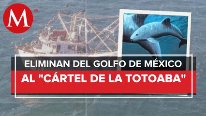 Marina desarticula al Cártel de la Totoaba en el Alto Golfo de California