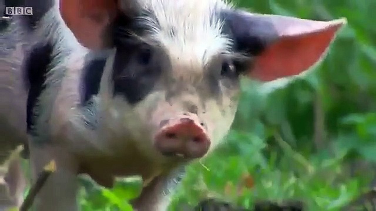 James Martin - Home Comforts - Se1 - Ep15 HD Watch