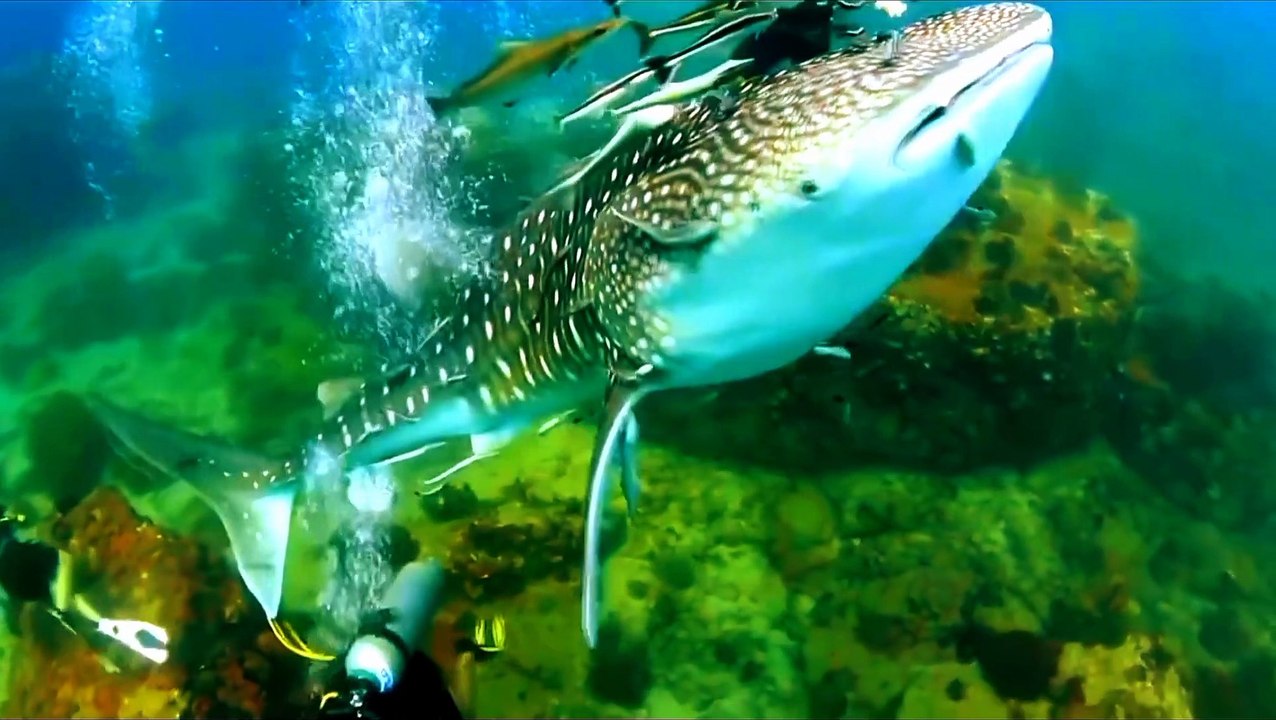 leopard sharks are docile creatures