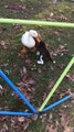 Dog And Duck Are The Best of Friends