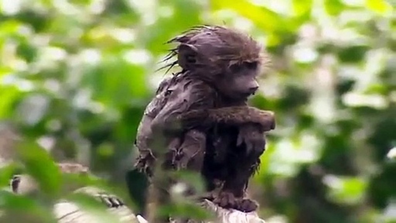 Big Cat Diary - Se2 - Ep18 HD Watch