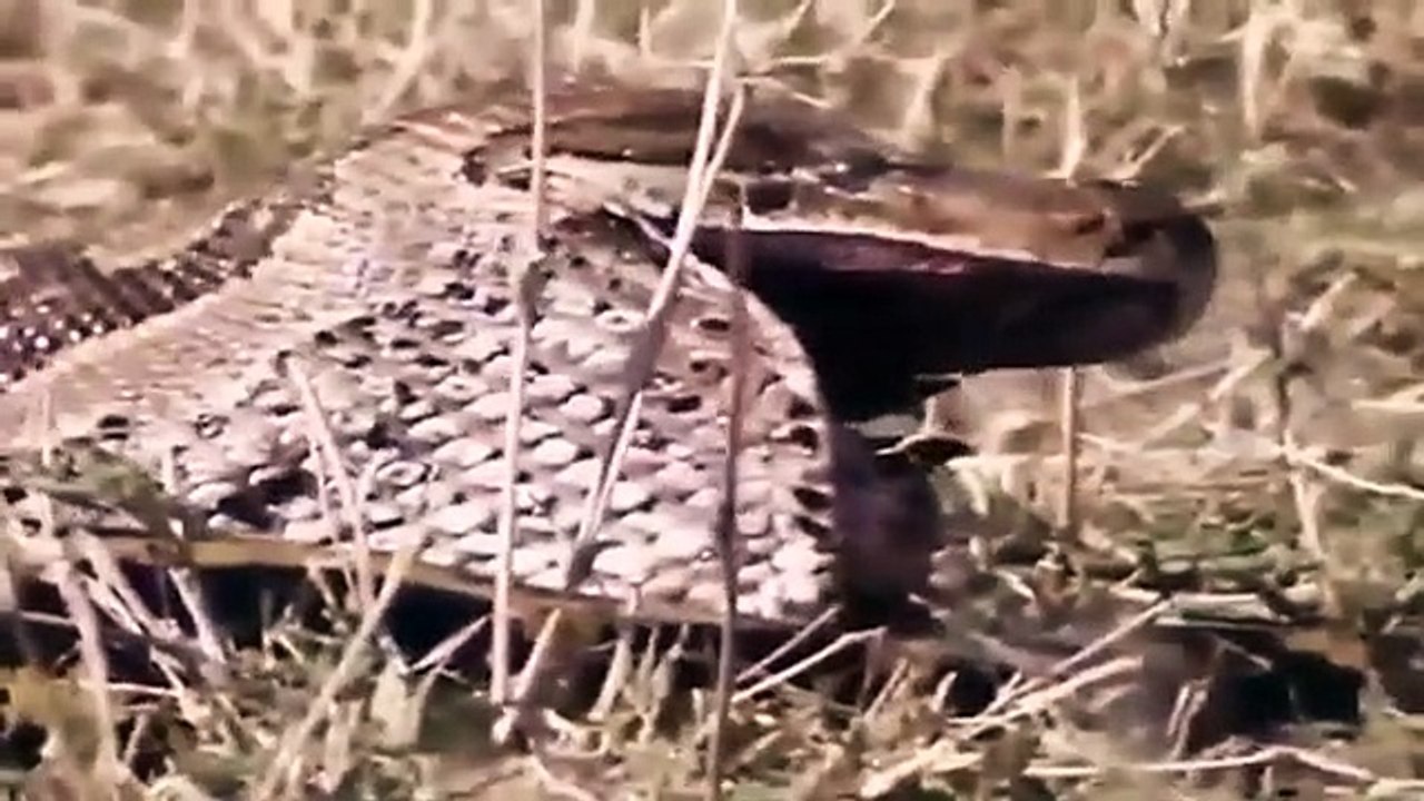 Big Cat Diary - Se3 - Ep02 HD Watch