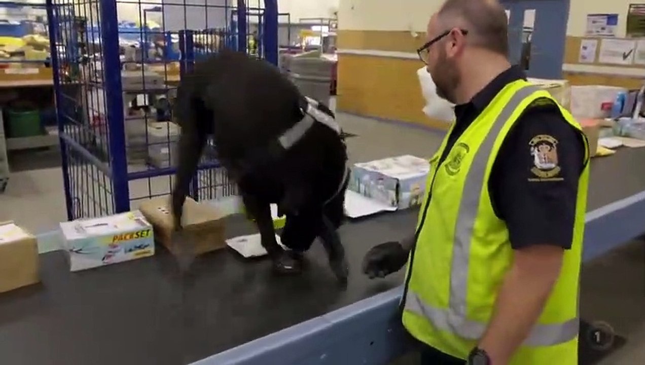 Dog Squad - Se9 - Ep05 HD Watch