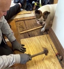 Cleo The Frenchie Helping Dad Out