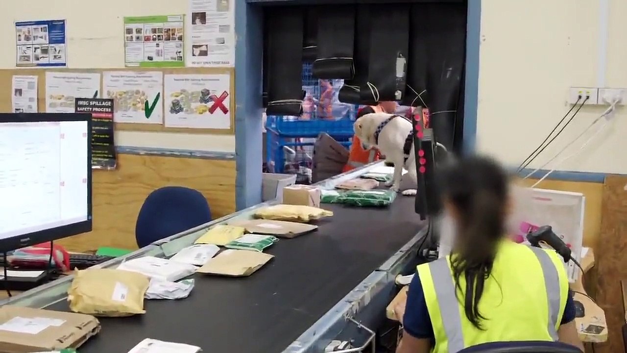 Dog Squad - Se9 - Ep06 HD Watch