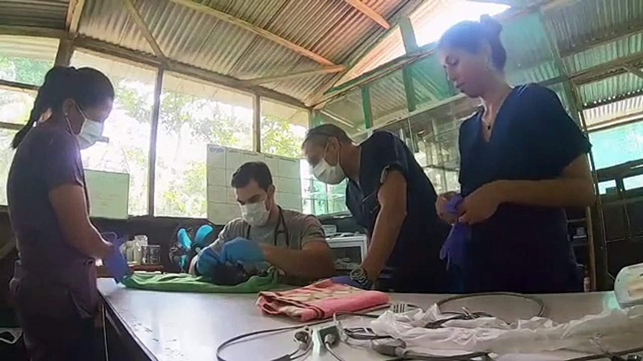 Evan Goes Wild - Se1 - Ep07 - Monkeys of the Amazon HD Watch