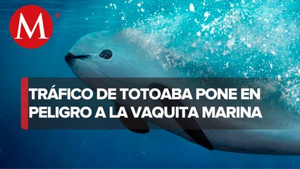 La vaquita marina es una especie en peligro de extinción por tráfico de Totoaba