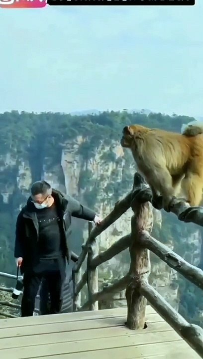 Samjhdar monkey 