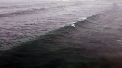 surfers take on the swell at Bellambi/Illawarra Mercury/January 4