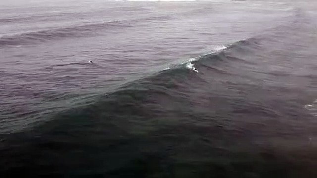 surfers take on the swell at Bellambi/Illawarra Mercury/January 4