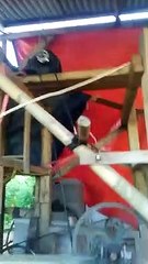 Mesin tumbuk bahan emas ( sebelum proses gelundung)