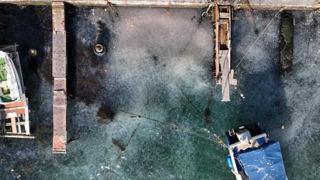 İstanbul Boğazı'nda deniz anası istilası! Sahil maviden beyaza döndü