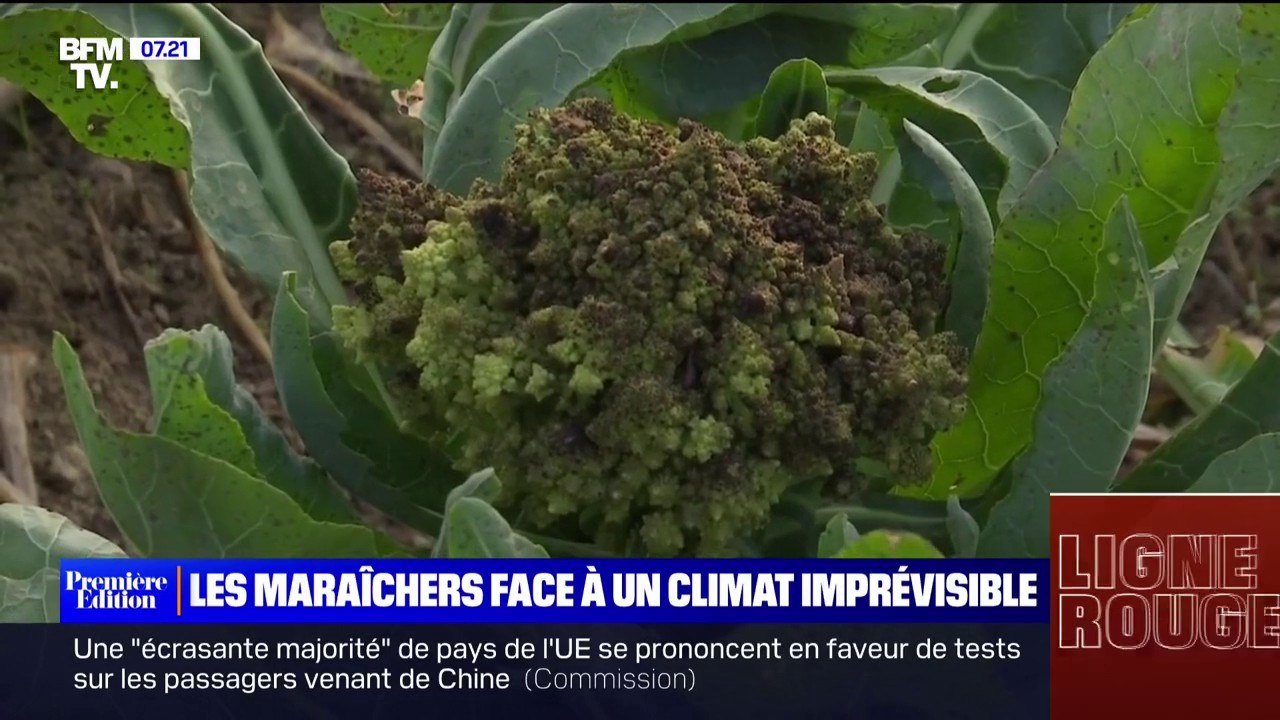 Épisode de froid puis redoux... Les récoltes des maraîchers bouleversées par un climat imprévisible