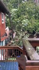 Arbre tombe sur la maison pendant la tempête de vent