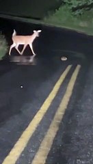 Bébé cerf a du mal à traverser la route