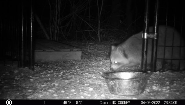 Benny le raton laveur refuse de partager de la nourriture avec son meilleur ami
