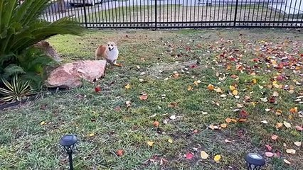 Corgis n'aime pas leur jumeau de Noël