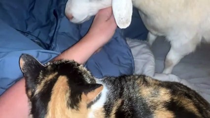 Frankee la chèvre est jalouse de Buzz le chat