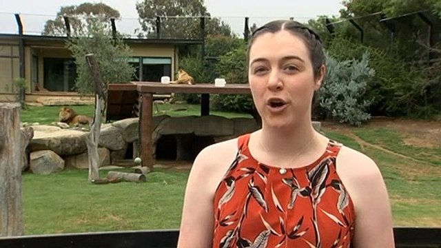 Canberra zoo’s latest additions now on display to public