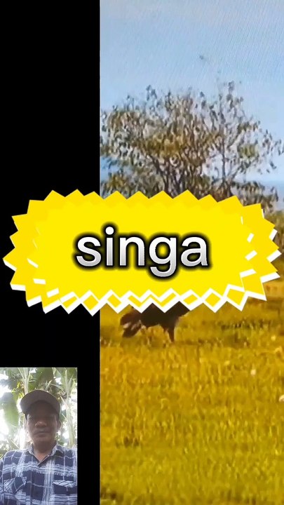 Singa ngejar mangsa