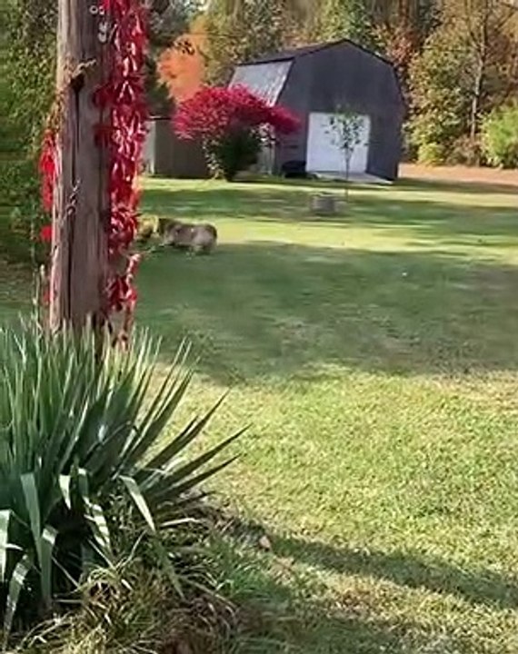Le chien et le coq sont les meilleurs amis