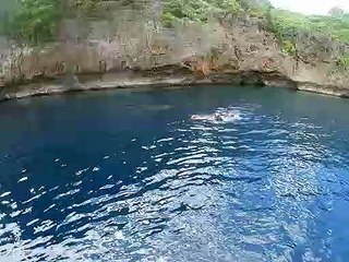 Le requin baleine se présente pour nager en famille avec les tortues