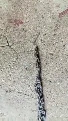 Les petits vers se combinent pour former un serpent