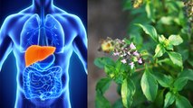 Tulsi के पत्ते इस बीमारी में होता खतरनाक, तुलसी के पत्ते के नुकसान | Boldsky *Health