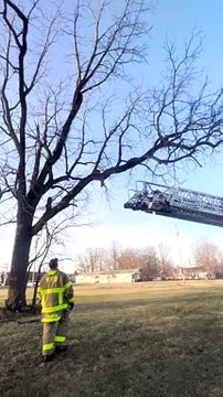 Les pompiers sauvent un chaton coincé dans un arbre