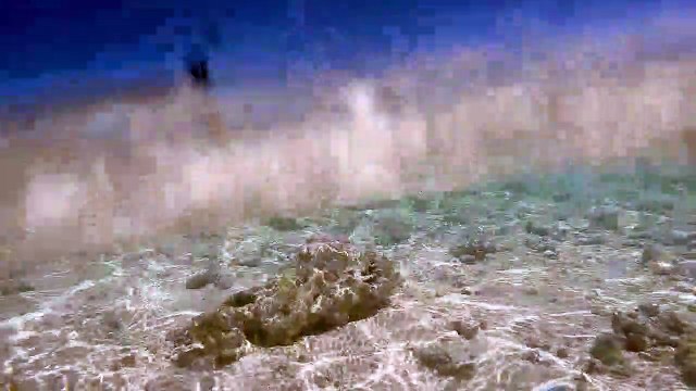 Les requins nagent dans l'eau peu profonde