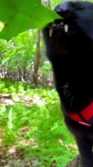 Best Funny Cute Cats--Fail ops Moments Viral Clips--_shorts Video--__ _trending _animals _funny _reels
