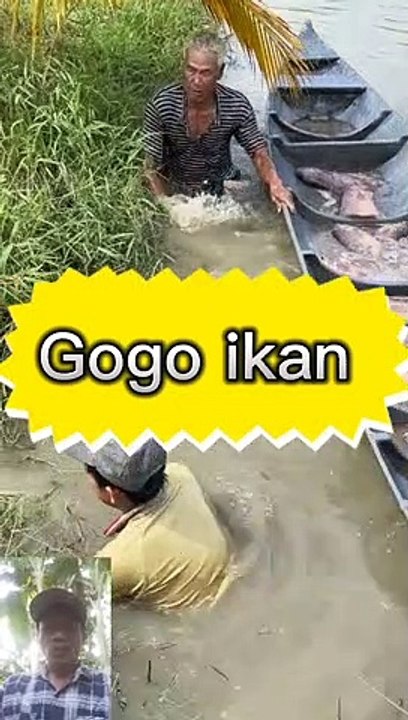Nyari ikan
