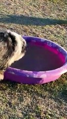 Un berger australien pêche de la glace dans la piscine pour enfants