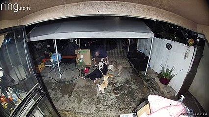 Une chute soudaine mène à Doggy Pile Up